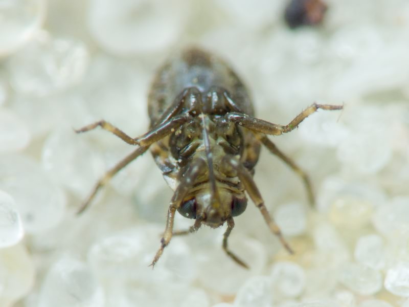 Saldidae Amyot & Serville, 1843